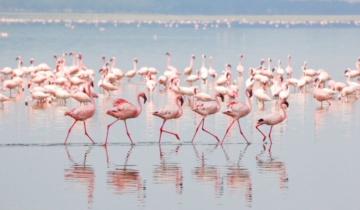 Lake Manyara National Park
