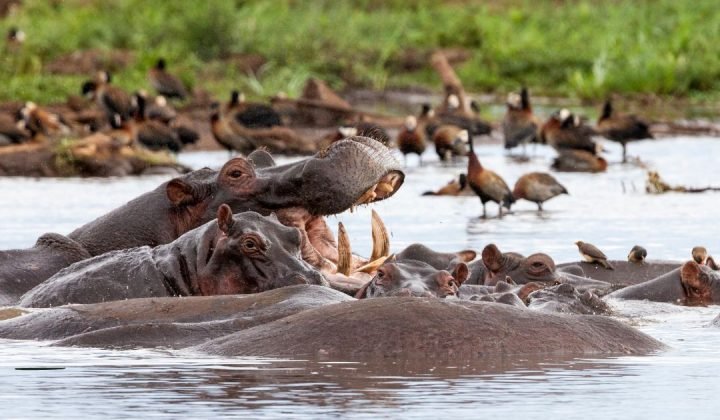 Lake Manyara National Park