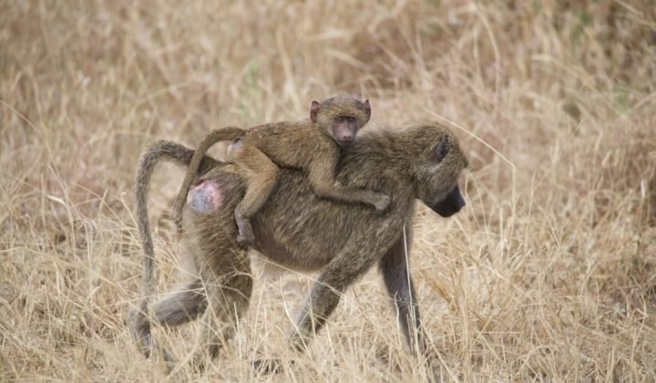 Ngorongoro Crater