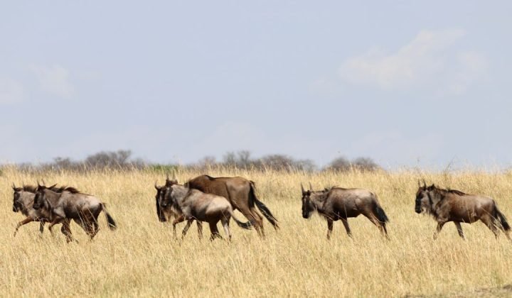 Serengeti National Park