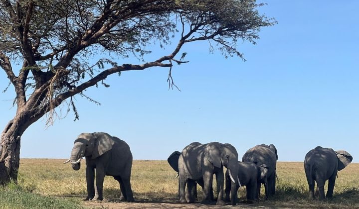 Tarangire National Park