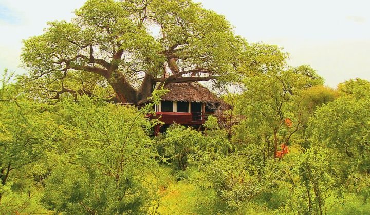 Tarangire Treetops by Elewana 1