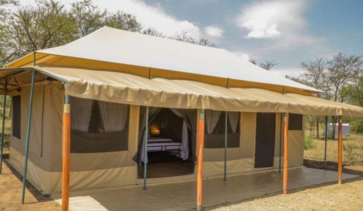 into the wild serengeti