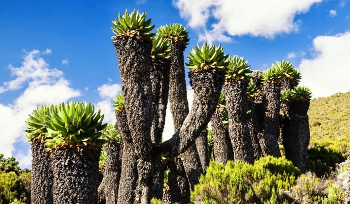 mt kilimanjaro (3)