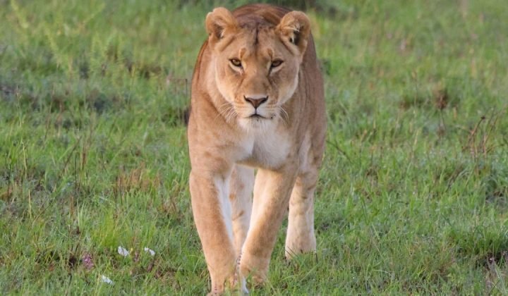 serengeti-1